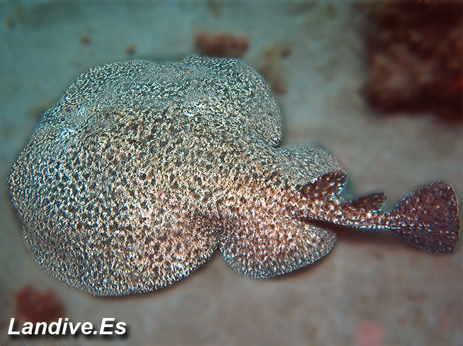 Atlas vida marina Canaria Tembladera o Torpedo ( Torpedo marmorata